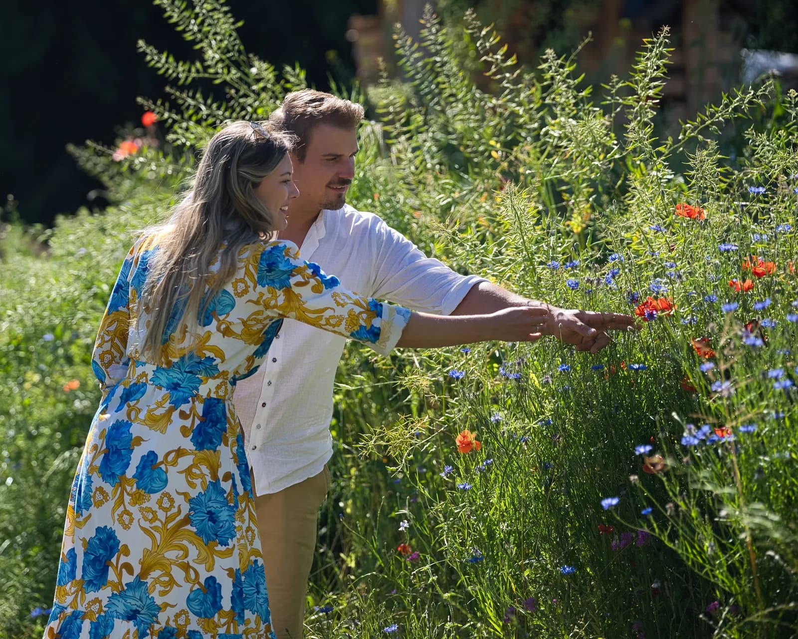 Wildblumenwiese