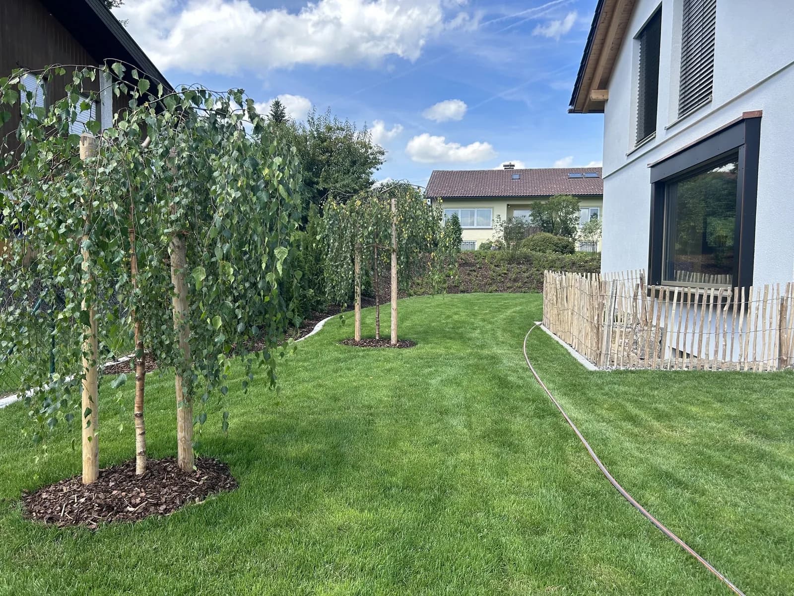 Frisch gepflanzte Birken im Garten